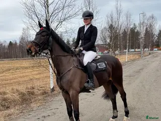 hästar Fint SWB sto -20 i Djurås - Annons 2