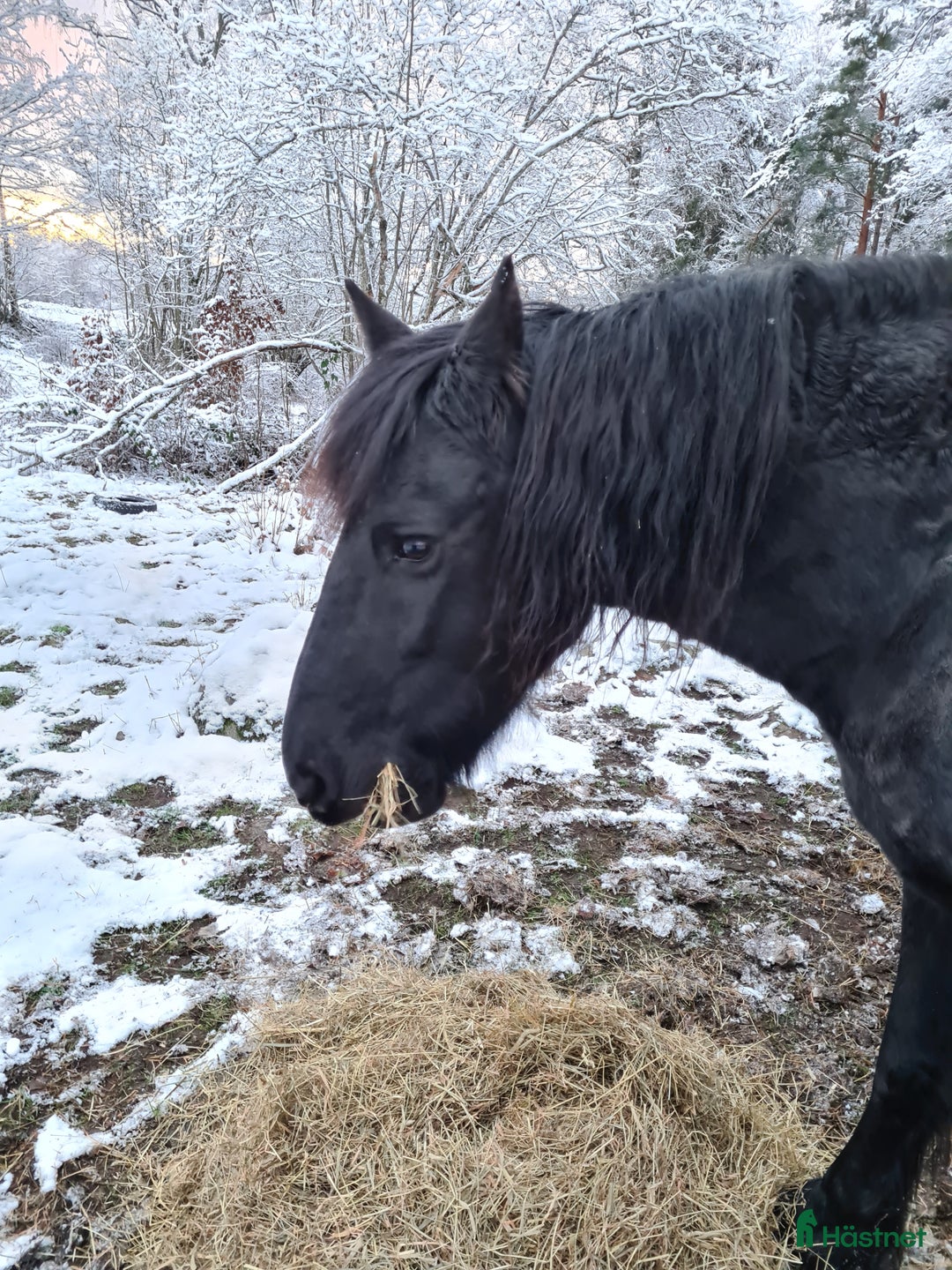 Allround hästar till salu: 2 frieserston i Torsås - Annons 4
