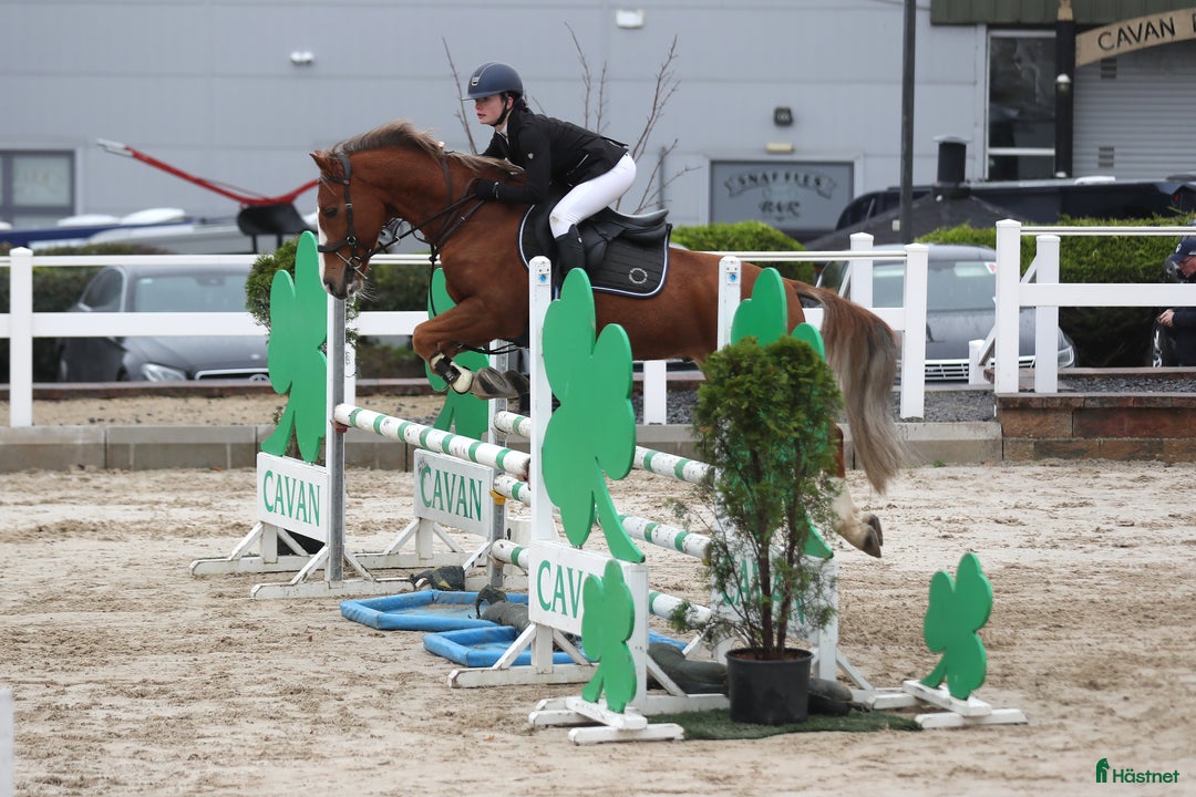 Dressyr hästar till salu: Super amazing pony i Göteborg - Annons 14