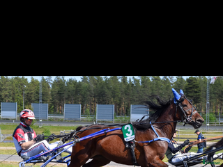 hästar Starthäst med kapacitet i Vänersborg - Annons 9