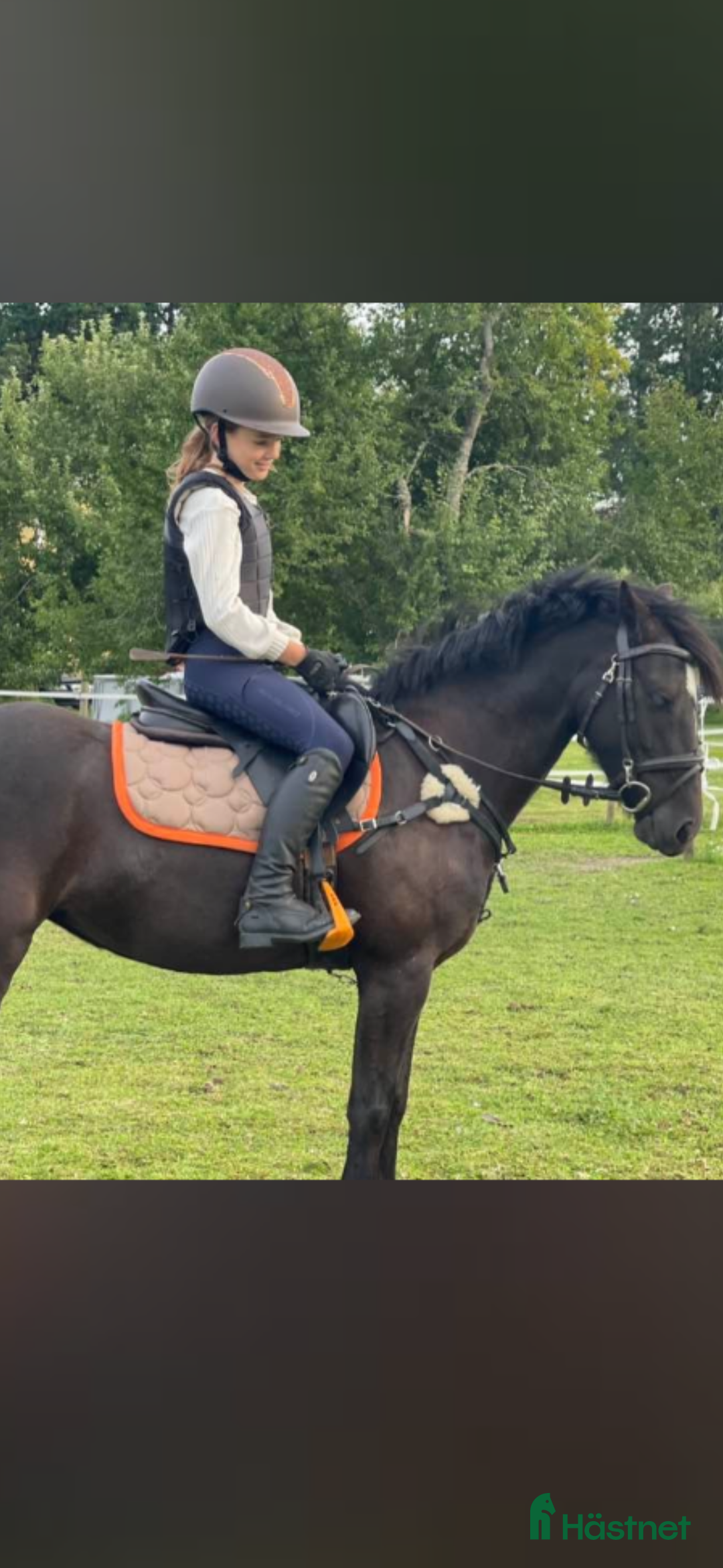 Hoppning hästar till salu: Sockersöt tävlingsponny kat.C - Annons 5