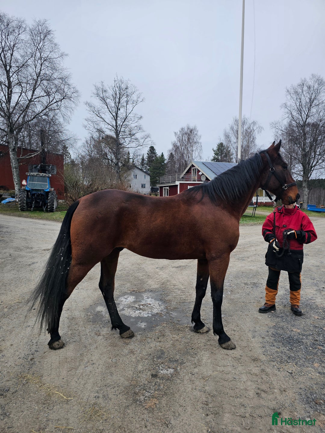 Övrigt hästar till salu: SÖKER NYTT HEM i Skog - Annons 6
