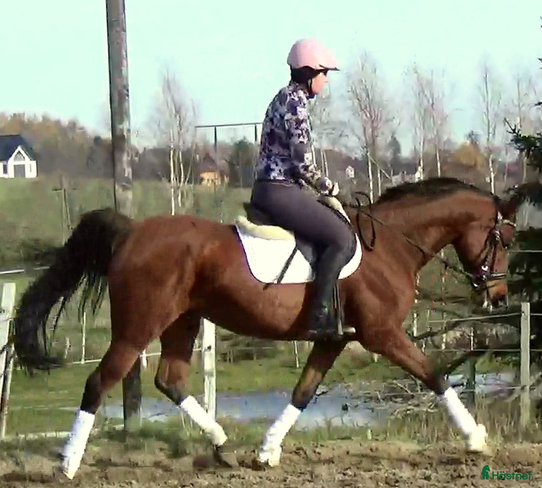 Allround hästar till salu: Top mover for some ambitious rider   i Örsundsbro - Annons 7