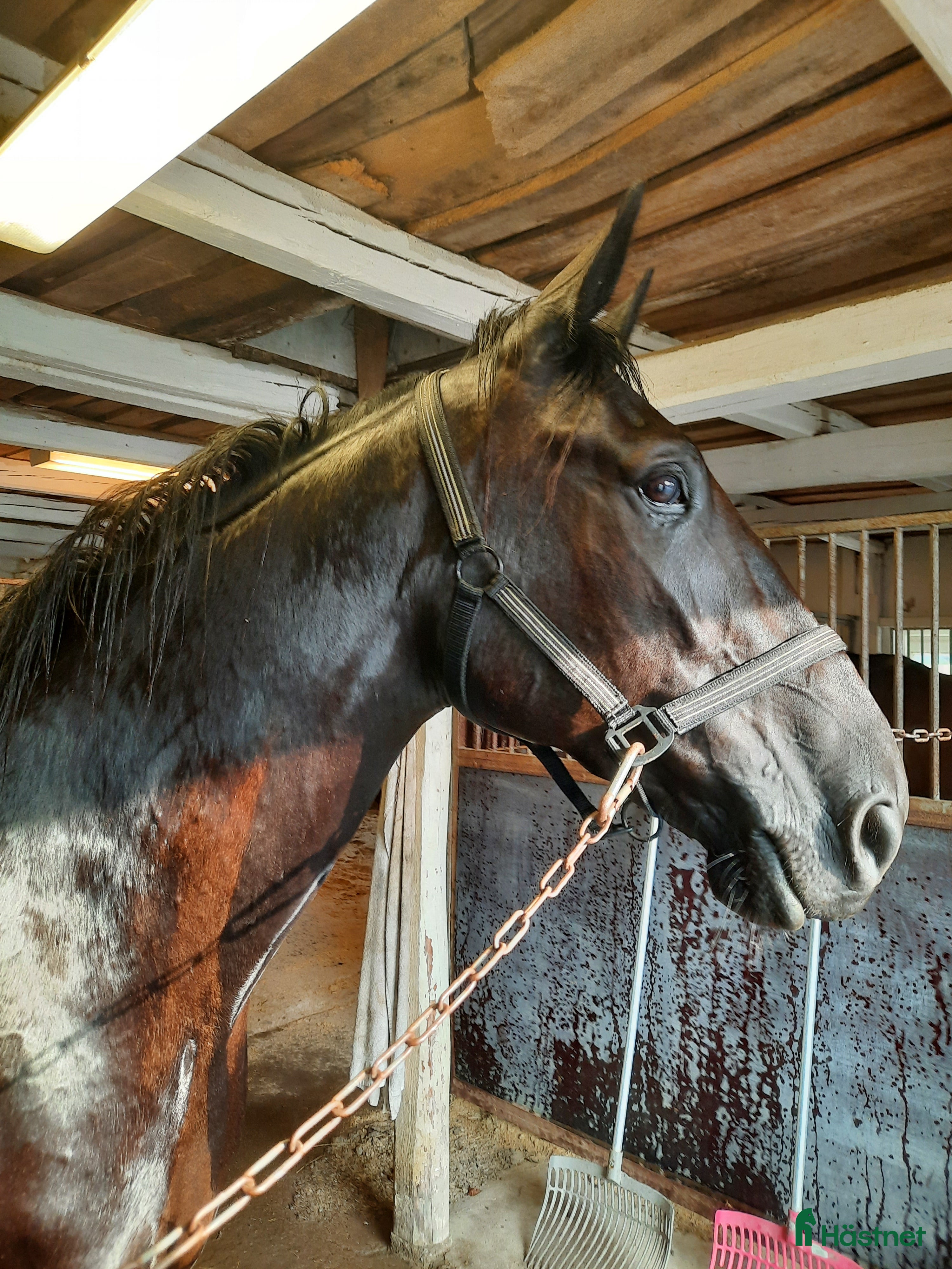 Allround hästar till salu: Hobby häst i Nossebro - Annons 1