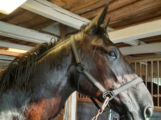 hästar Hobby häst i Nossebro - Annons 14