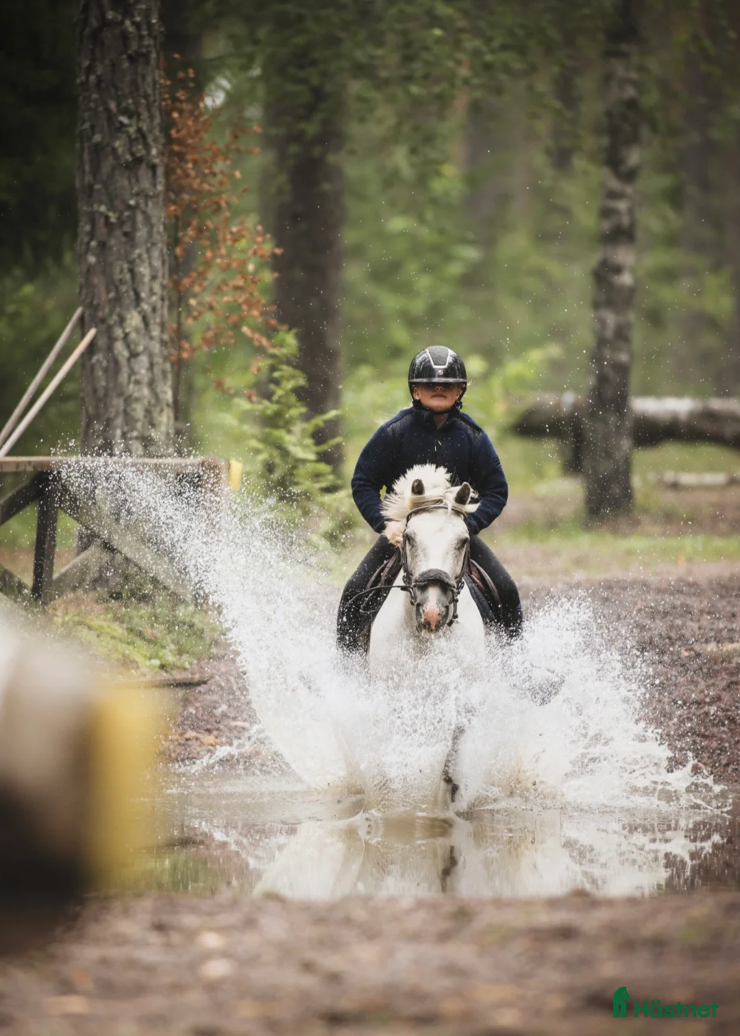Allround hästar till salu: Världens bästa kompis - Annons 1