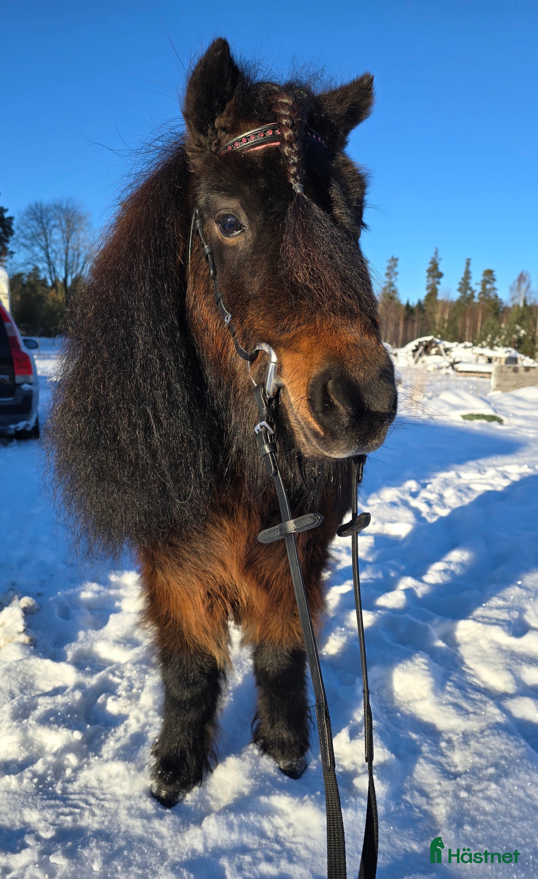  hästar Sockersött shettissto i Mjölby - Annons 3