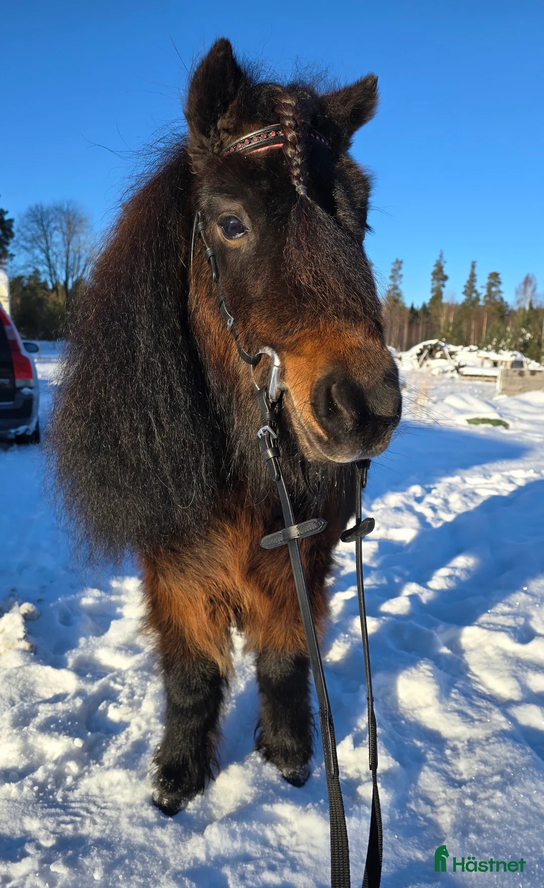 Allround hästar till salu: Sockersött shettissto i Mjölby - Annons 1