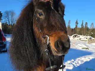 hästar Sockersött shettissto i Mjölby - Annons 3