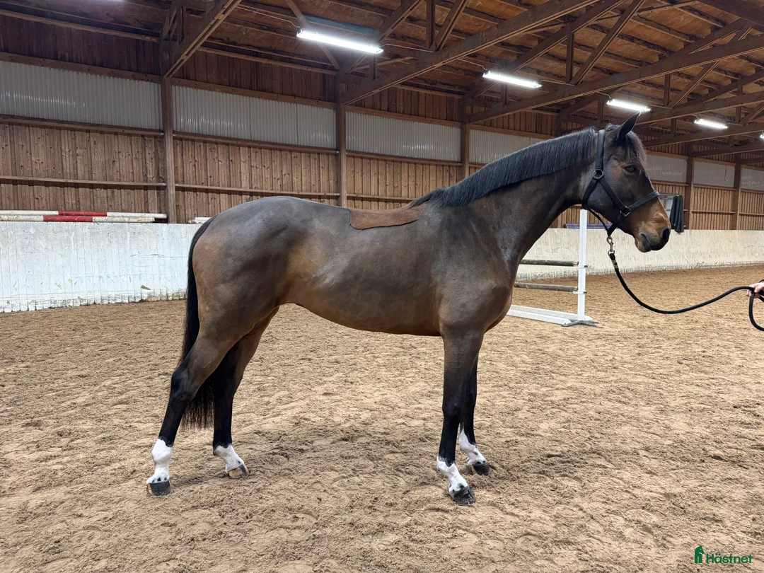 Hoppning hästar till salu: Talangfullt hoppsto -19 i Mullsjö - Annons 2