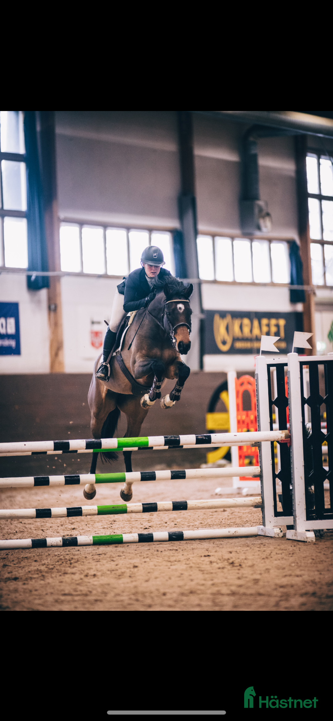 Hoppning hästar till salu: Sto Diarado-Heartbeat i Sundbyberg - Annons 2