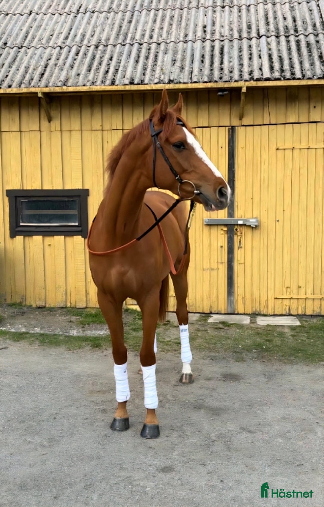  hästar Framtidslöfte - Annons 13