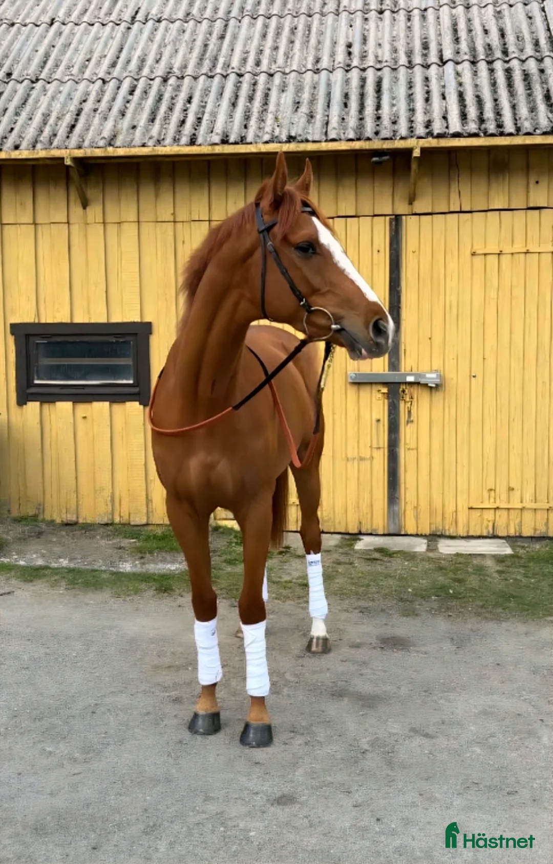 Allround hästar till salu: Framtidslöfte i Malmö - Annons 1