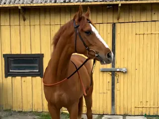 hästar Framtidslöfte - Annons 13