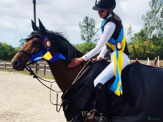 foderhäst Utlånas på livstid sällskap/hobbyridning - Annons 1