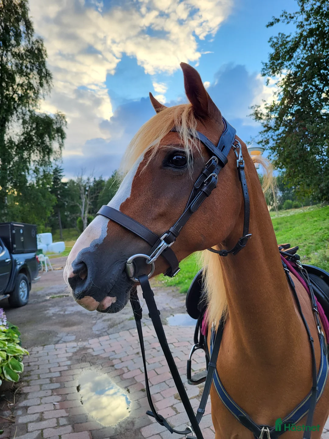 Allround hästar till salu: Intressekoll! Scilla söker sin nya lilla ryttare❤️ i Ljungsbro - Annons 7