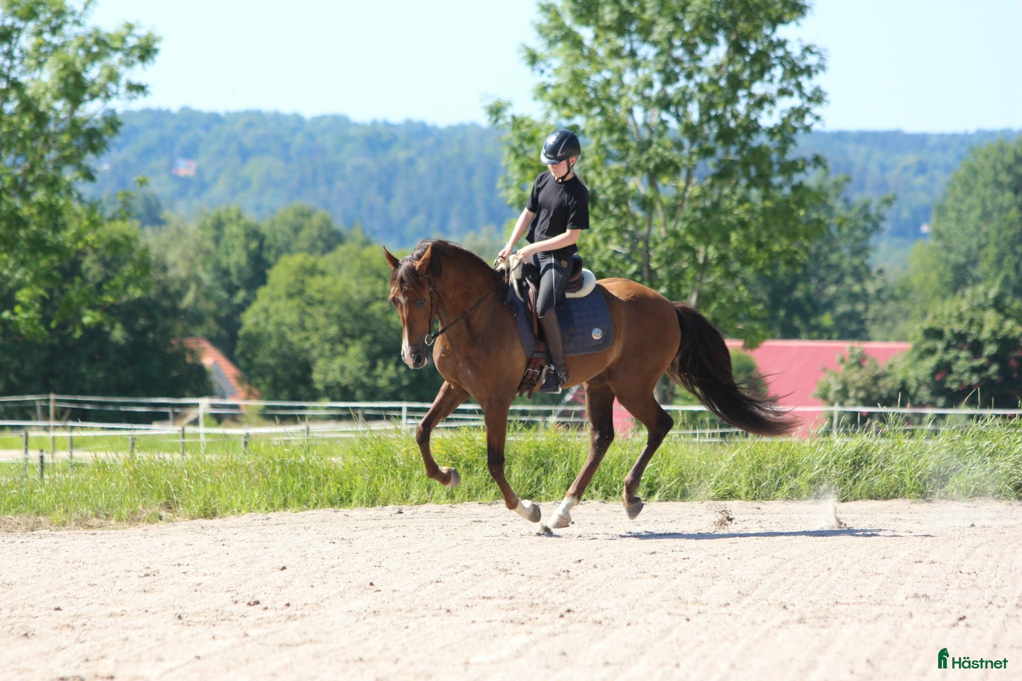  hästar Lusitano valack - Annons 2