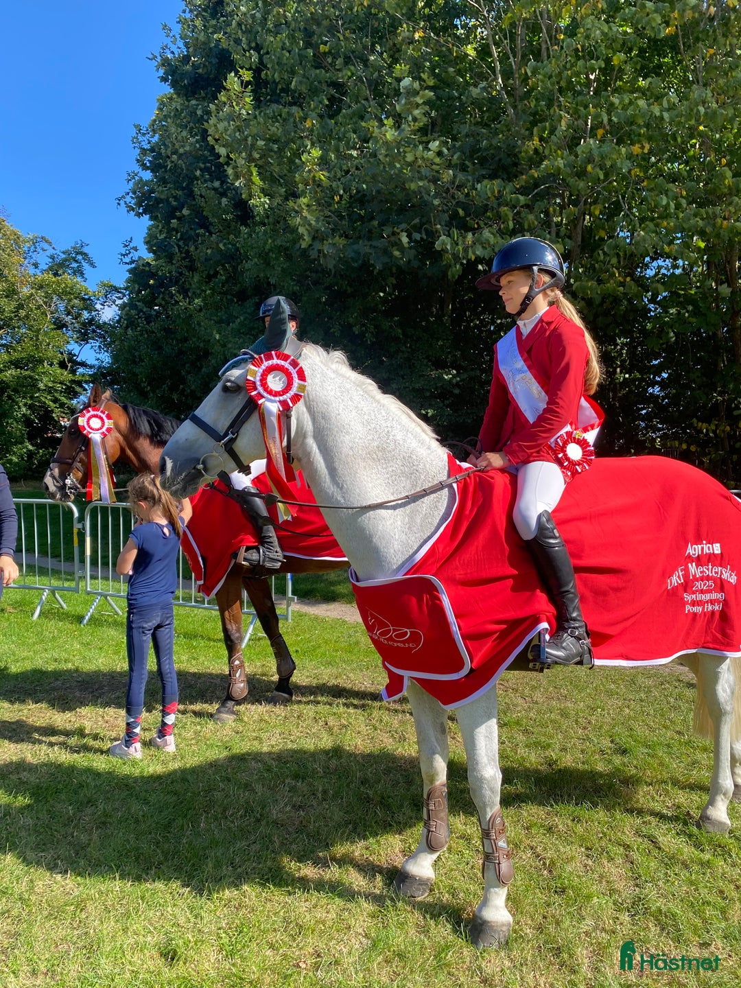 Hoppning hästar till salu: Springpony - Annons 3