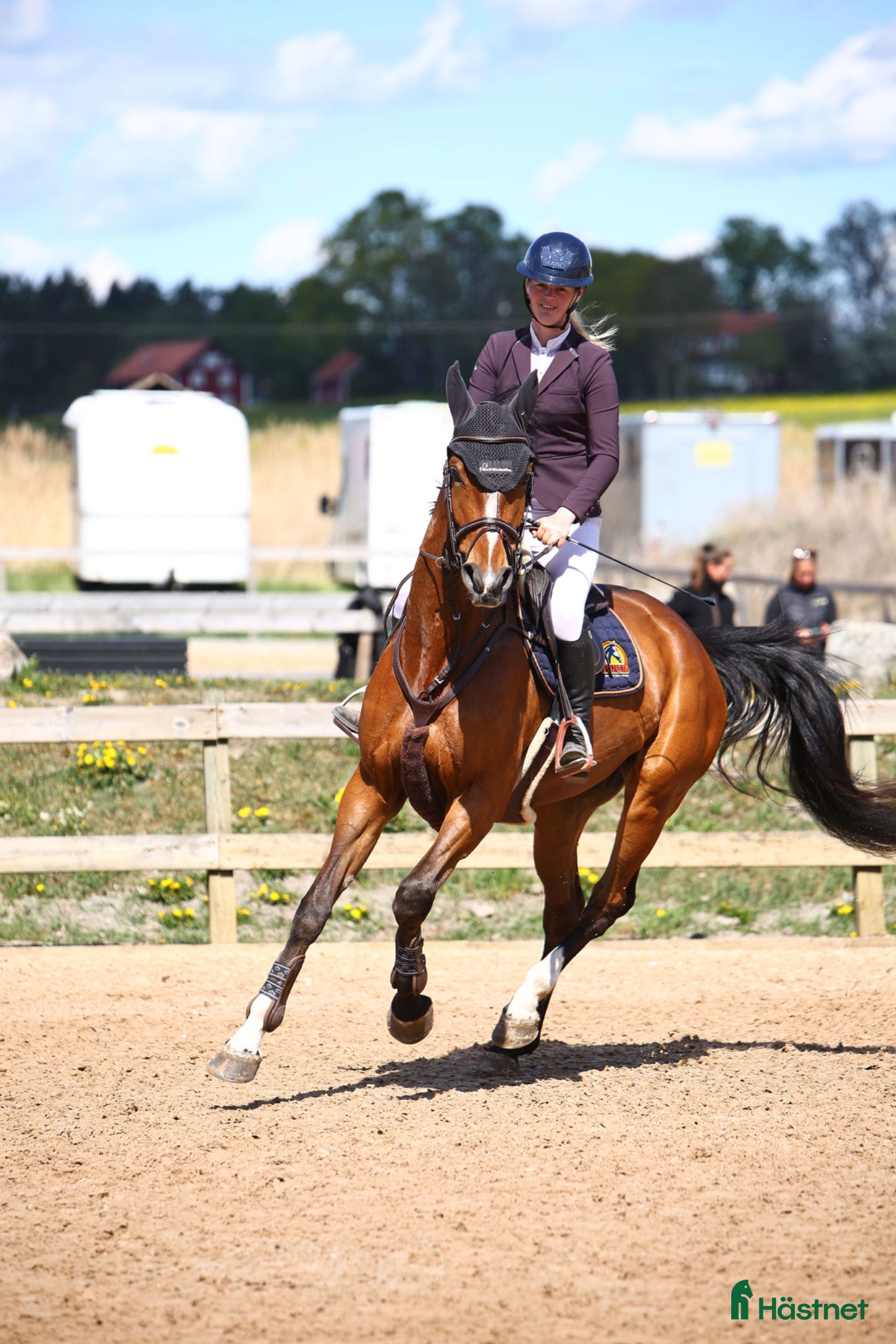  hästar 4åring e: All Star 5 - Annons 10