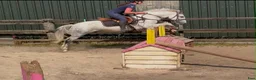 Allround hästar till salu: Quality D pony - Annons 3