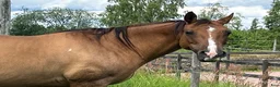 Western hästar till salu: Quarter sto letar hem ev bytes  - Annons 3