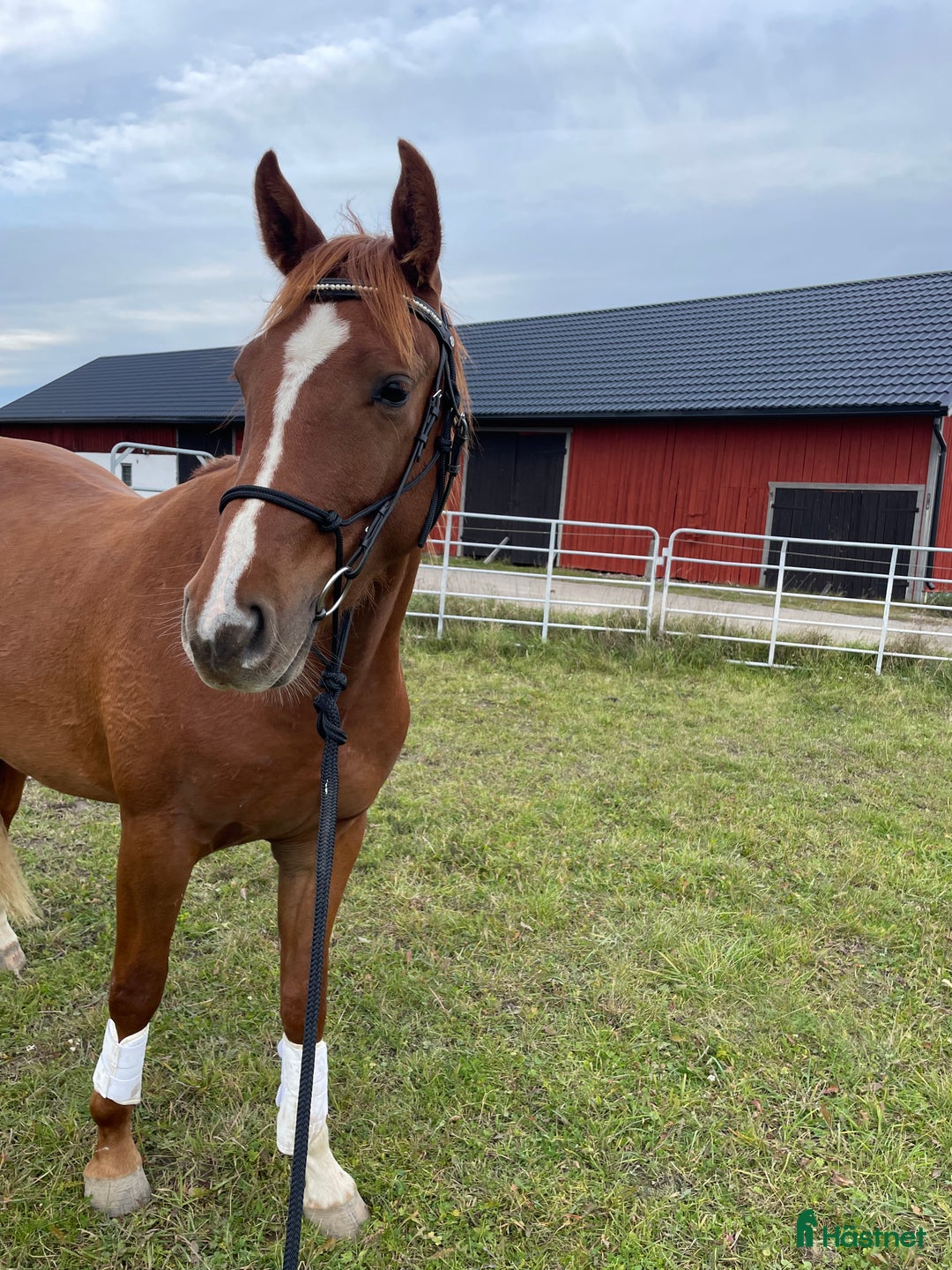 Allround hästar till salu: Elegant 2-årig valack e. Kespri DC ue. Zafferano i Bro - Annons 7