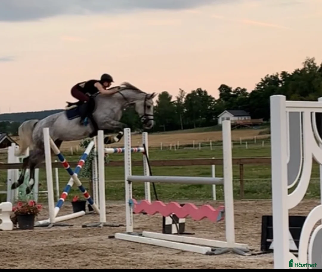 Allround hästar till salu: Once in a lifetime sto, hem viktigare än pris - Annons 5