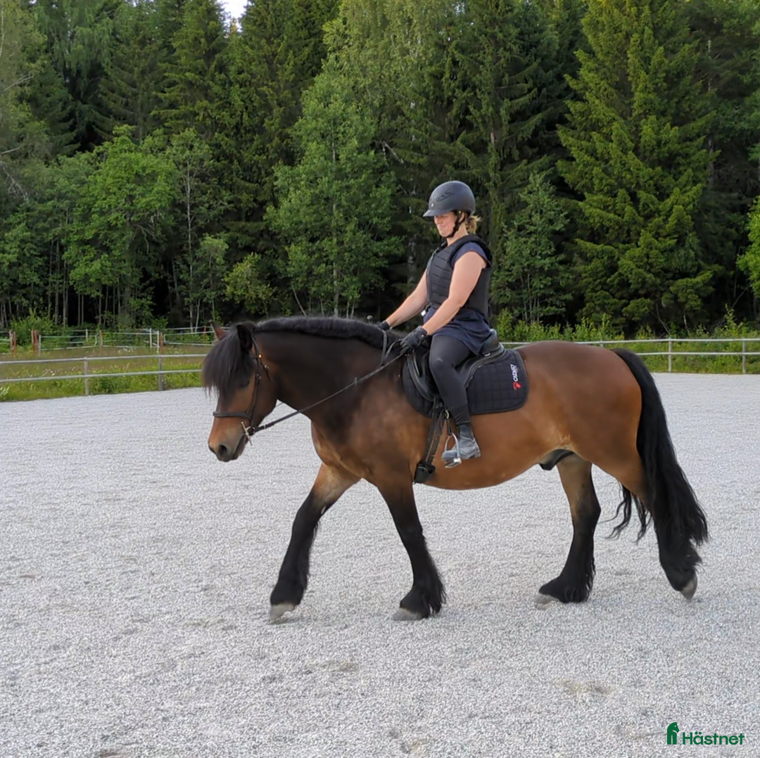 Allround hästar till salu: 8 årig valack i Bergsjö - Annons 2