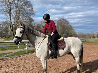hästar Söker dressyrhäst för träning/tävling i Kalmar - Annons 8