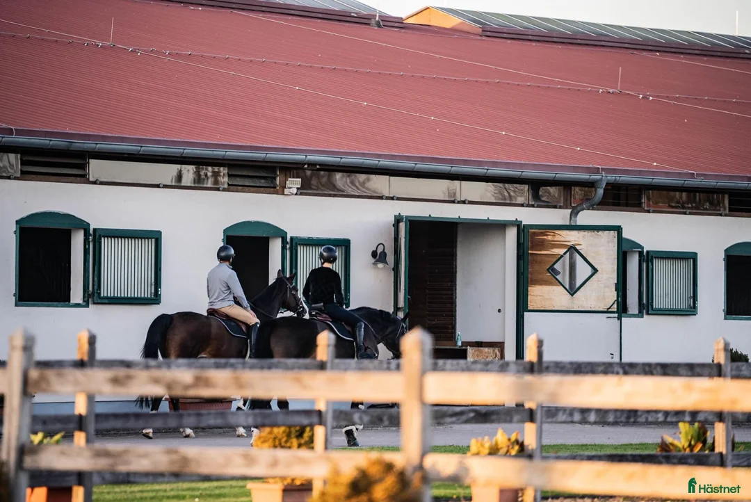  hästjobb finnes: HORSE GROOM / STABLE STAFF WANTED i Helsingborg - Annons 2
