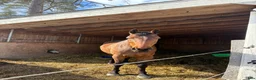  stallplats finnes: Lösdrift i Stavby - Annons 3