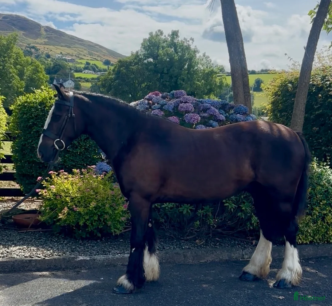 Allround hästar till salu: Very Smart Irish Cob - Annons 6