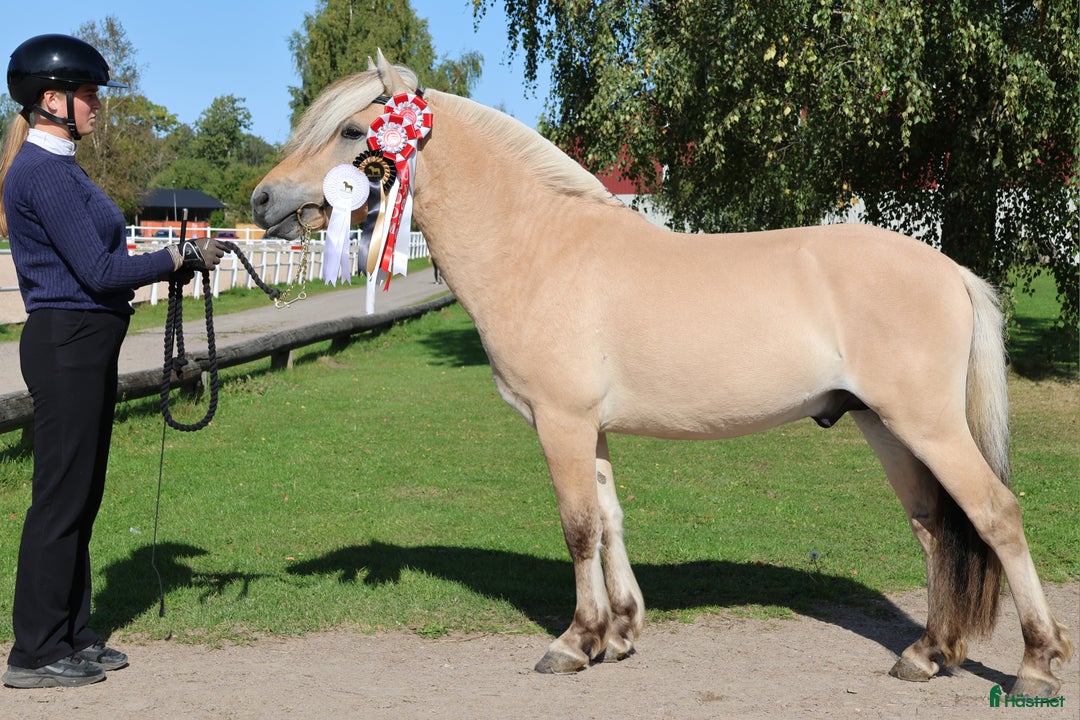 Allround hästar till salu: Lothar, världens bästa häst ♡ i Söderköping - Annons 17
