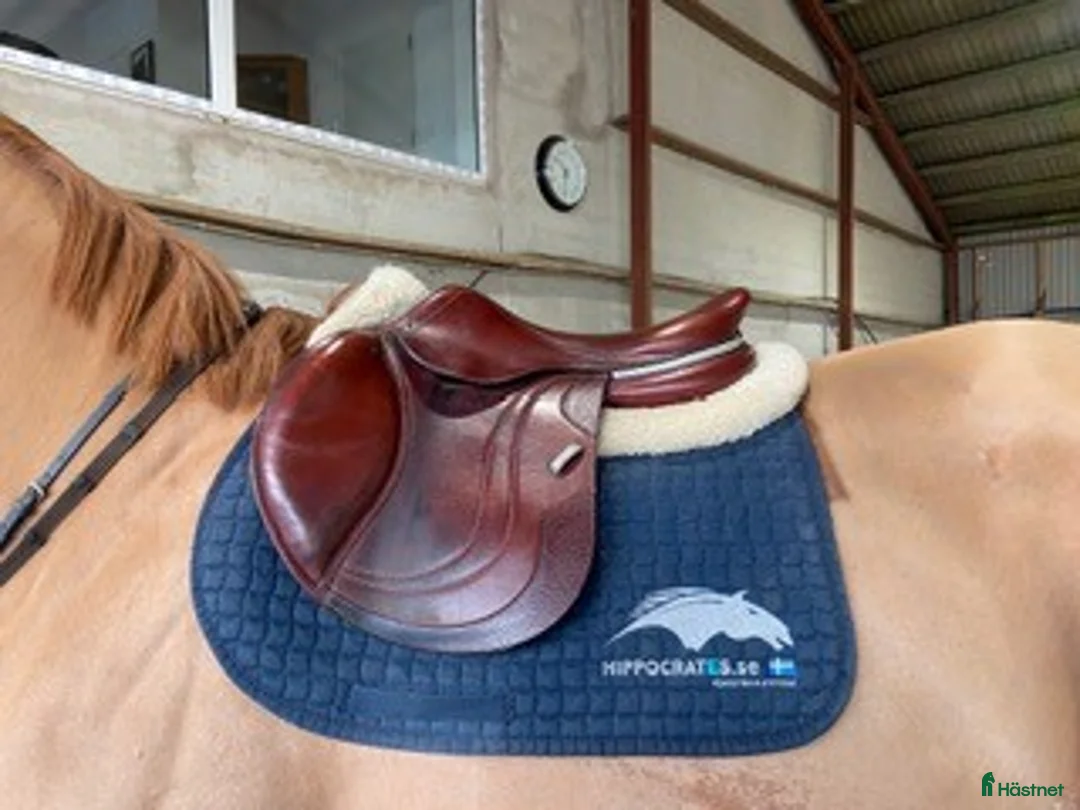 Sadlar hästutrustning till salu: CWD Mademoiselle - Annons 2