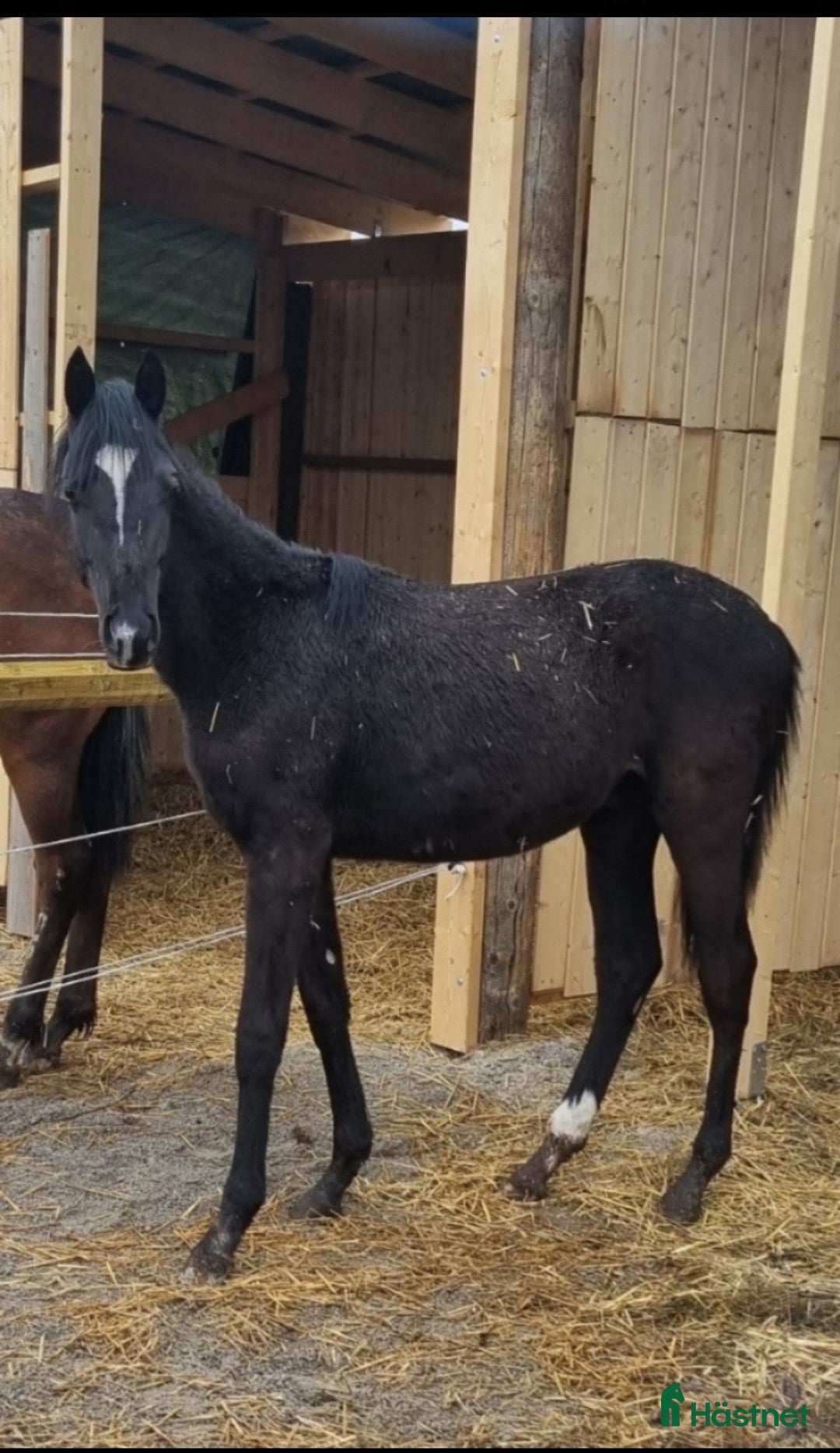 Dressyr hästar till salu: Super snäll unghingst i Söråker - Annons 1