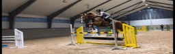 Allround hästar till salu: Trevligt SWB sto - Annons 2