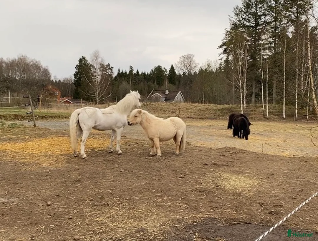 Allround hästar sökes: Ridbar valack sökes - Annons 3