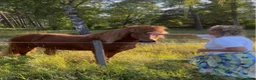  foderhäst finnes: 🐴Reserverade🐴 2 snälla Islandshästar 🌸 - Annons 5