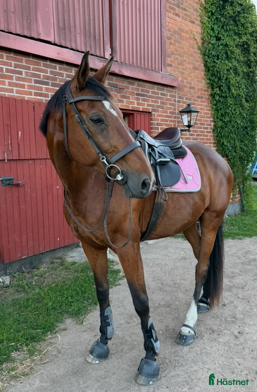 Allround hästar till salu: SWB-valack e. Hip Hop - Annons 1