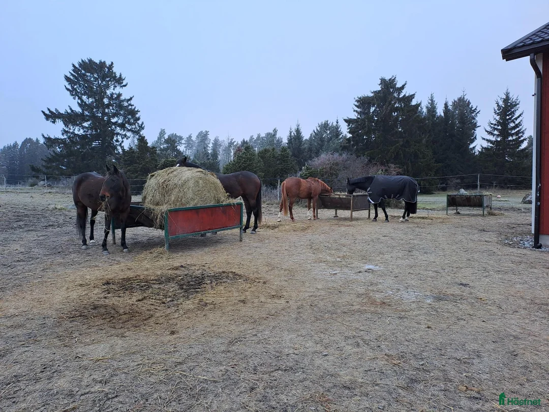  stallplats finnes: Lösdrift Häst - ung som gammal - blandflock i Bro - Annons 11
