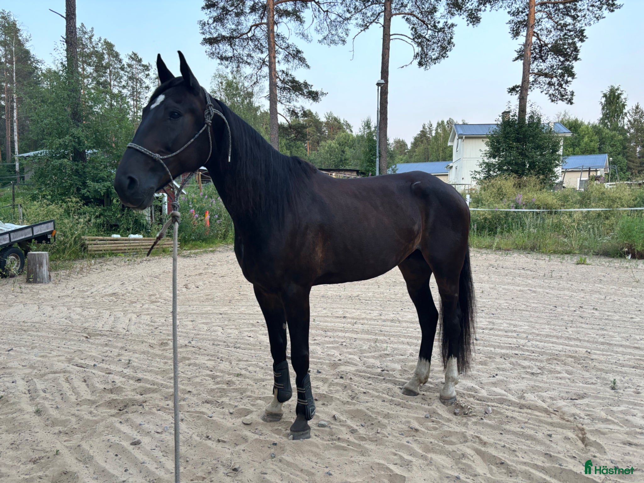Allround hästar till salu: Super rolig och snäll bästa vän - Annons 4