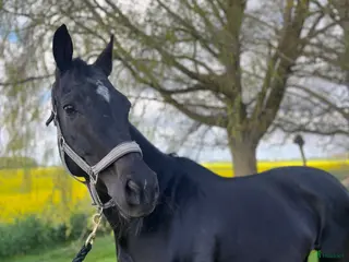 hästar Fina Fontana söker nytt hem - Annons 14