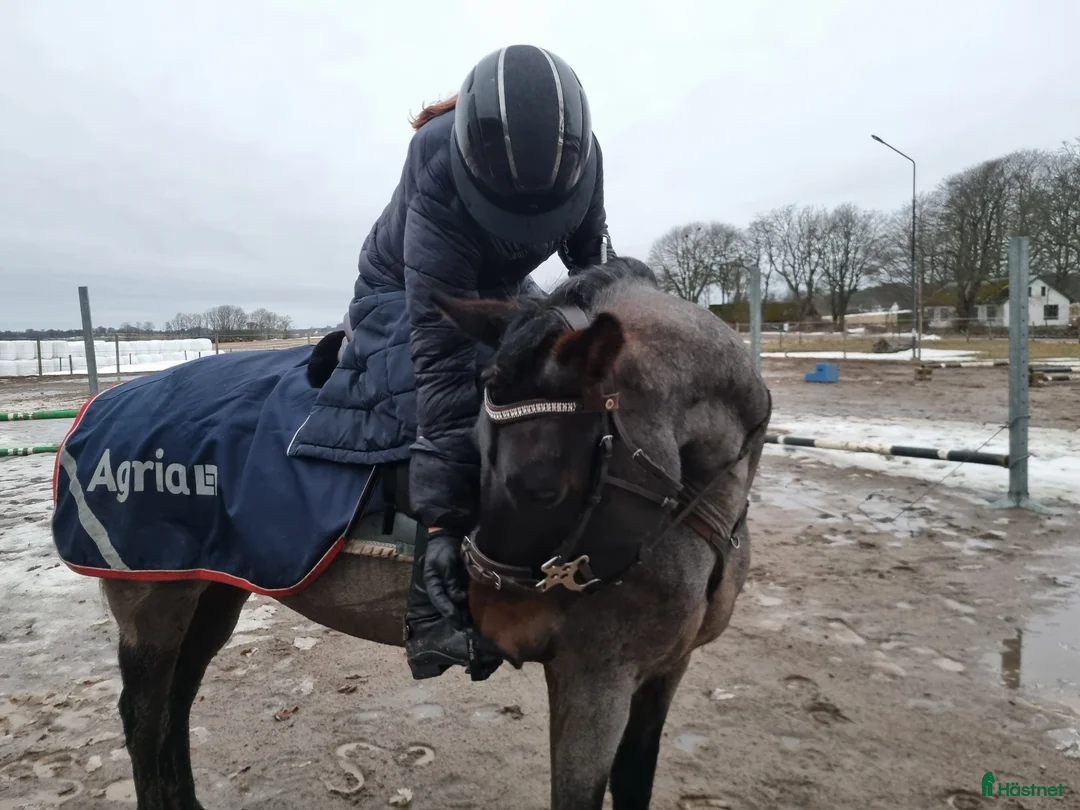 Allround hästar till salu: Någons bästa vän - Annons 2