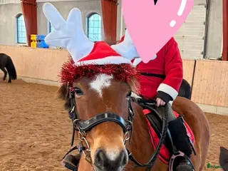 hästar Mysig B-ponny - Annons 1