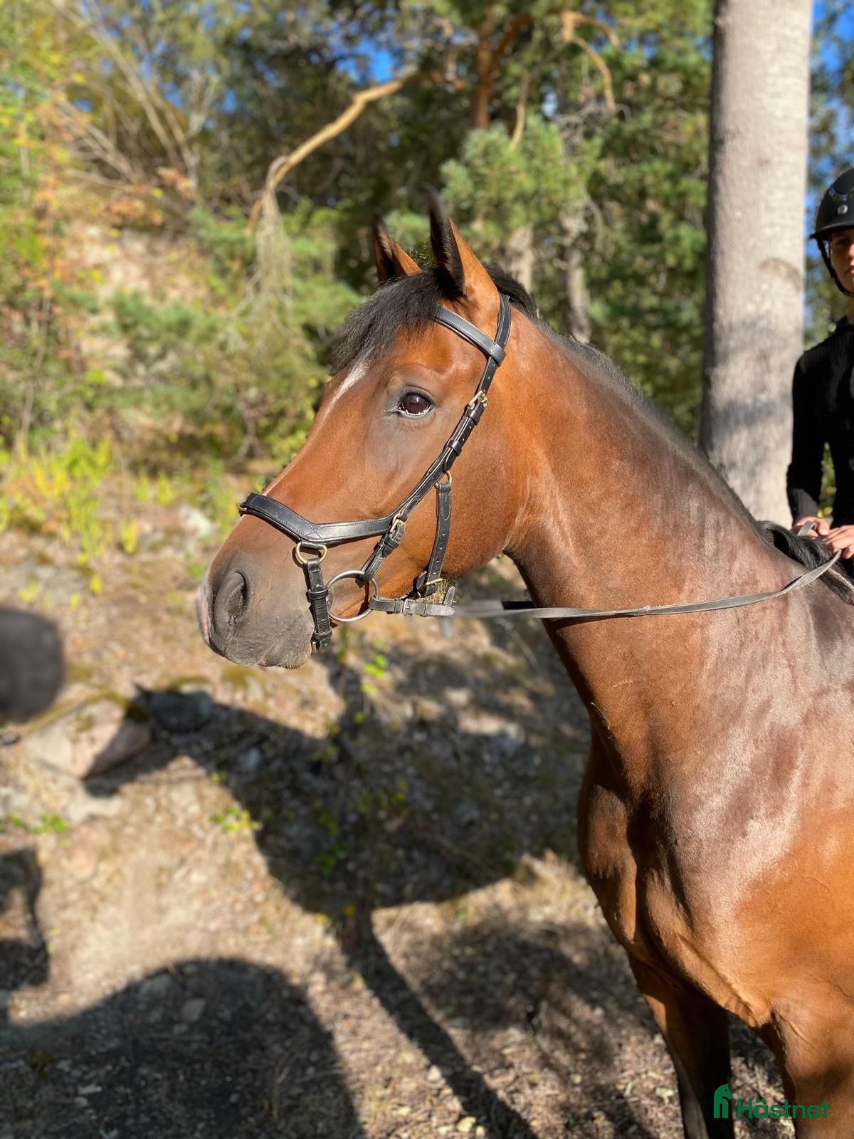  hästar Lovande 6-åring med toppstam och fint temperament - Annons 7