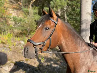hästar Lovande 6-åring med toppstam och fint temperament - Annons 2