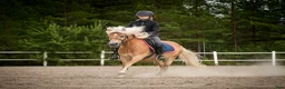 Allround hästar till salu: Trevlig allroundponny i Vaggeryd - Annons 3