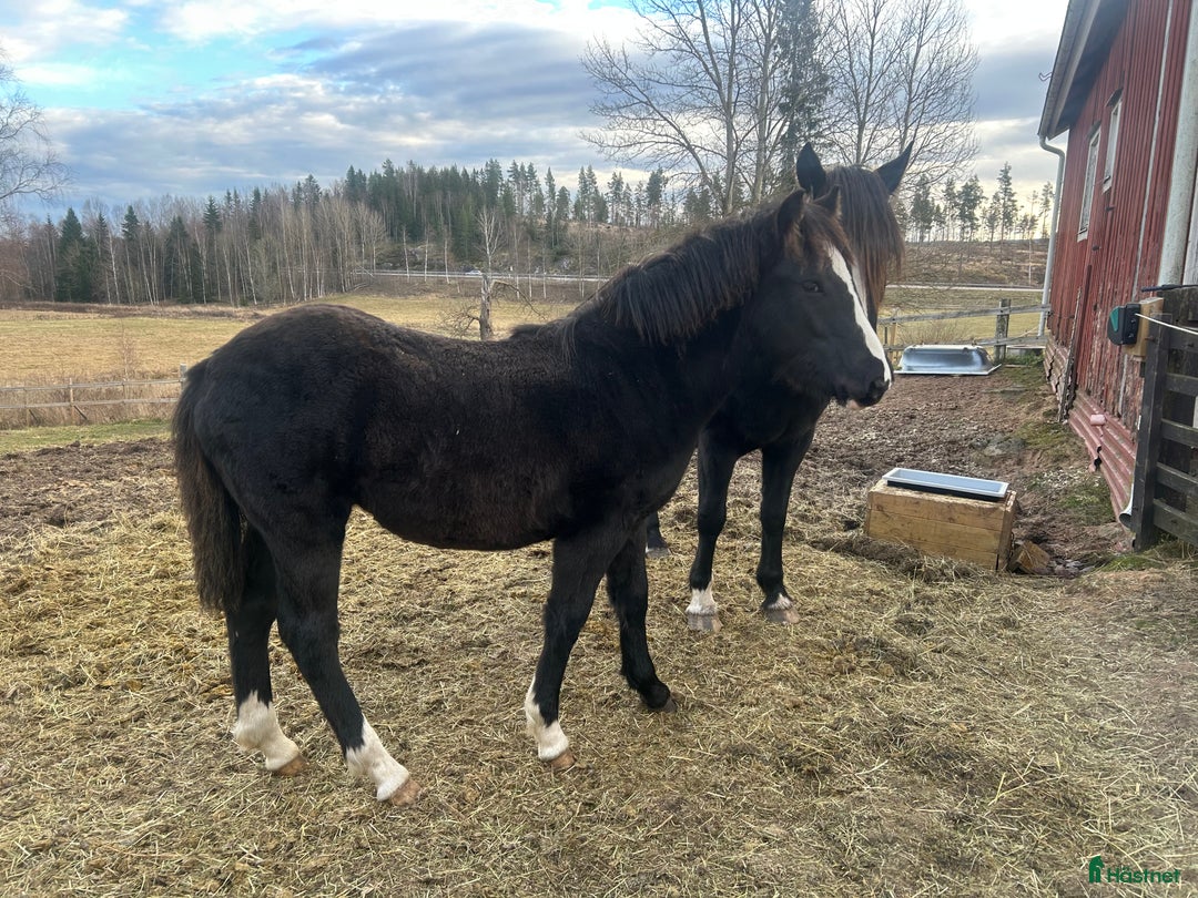 Trav hästar till salu: Kallblodföl till salu  i Borlänge - Annons 3