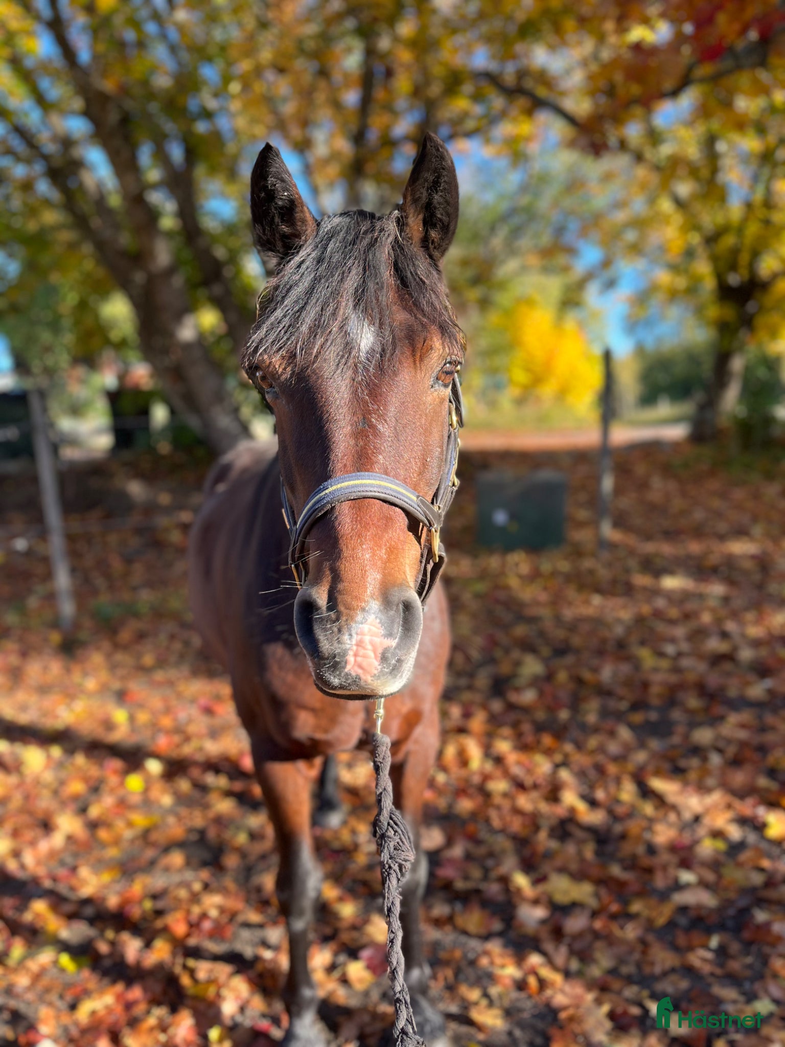 Allround hästar till salu: Fantastisk läromästare! - Annons 1