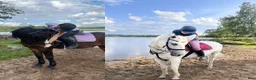 medryttarhäst sökes: Medryttarhäst sökes i Löddeköpinge - Annons 1